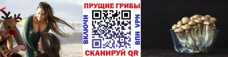что такое наркотик  Шиханы  Галлюциногенные грибы Psilocybine cubensis 